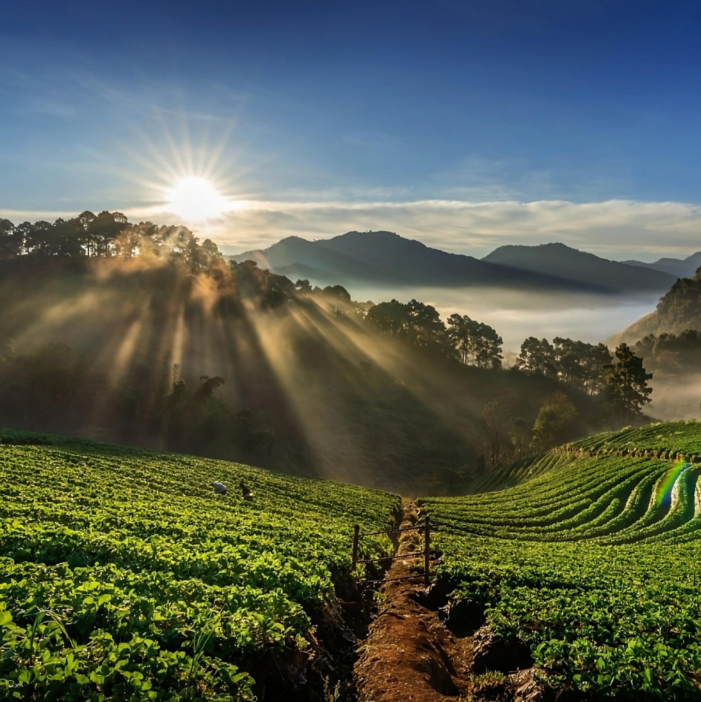 Fragancia Darjeeling