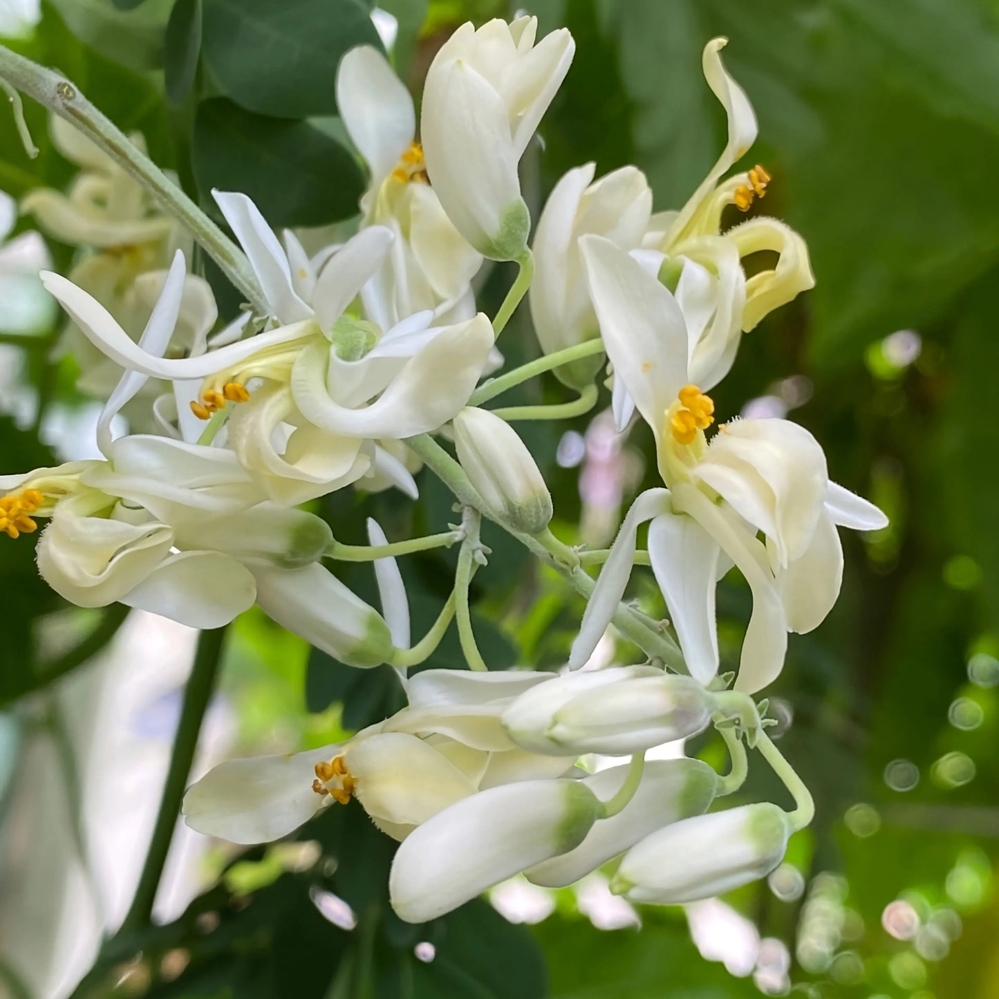 Fragancia Moringa Flower